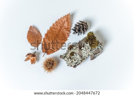 Fruits and seeds of the forest in autumn. Chestnut, lichen, beech, pine.