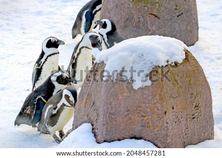 Funny beautiful penguins stand on the white snow