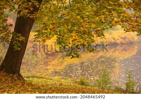 Autumn picture. Nature. Autumn tree with fallen leaves and lake.