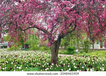 nice blooming tree with tulips on a meadow