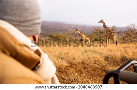 A Caucasian male tourist or game ranger on safari in Africa watches the wildlife from his game drive vehicle. He wears a face mask in compliance with Covid 19 regulations. Text space. Royalty-Free Stock Photo #2048468507
