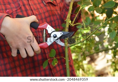 Proper rose pruning in summer. A gardener is cutting, pruning roses with sharp pruning shears at 45-degree angle to encourage more blooms.  Royalty-Free Stock Photo #2048469359