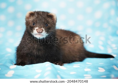 Ferret baby posing in studio on blue blanket for portrait