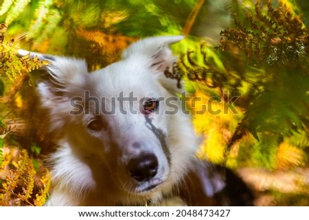 Purebred Border Collie dog lying among the ferns during the fall
