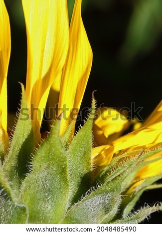 VIEW OF YELLOW PETALS OF A SUNFLOWER