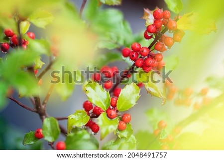 Holly tree, macro photography, red berries on holly, bright nature Royalty-Free Stock Photo #2048491757