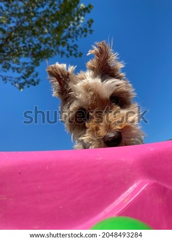 Low angle shot of curious little dog peeking into bright pink kiddie pool with blue sky and tree leaves in background 