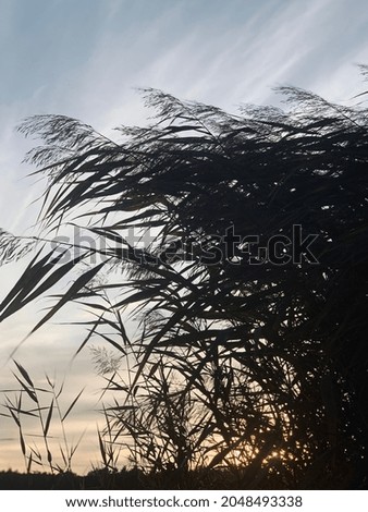 silhouettes of plants by the river at sunset