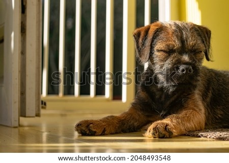 Cute Border Terrier Puppy Photos