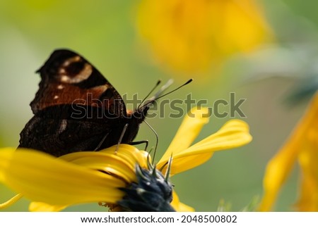 Butterfly on yellow flower. The aglias io is drinking from a sunflower in the sunset. Summer radiant picture for all applications.
