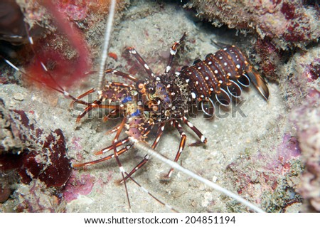 Small Wild Lobster hide in coral reef.