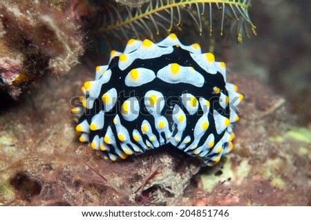 Sea Slug Phyllidia varicosa