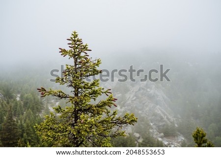 Green and young fir rises on the mountain in the middle of the fog. The mountains are covered with the same pines.
