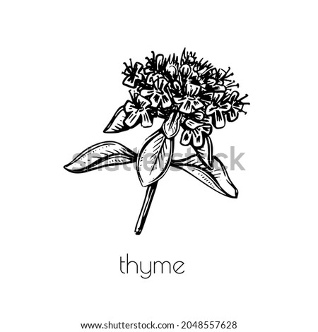 Hand drawn thyme sketch. Vector graphic illustration. White background.Spring flower line art.