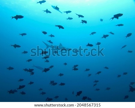 Underwater photo of a shark and school of fish in the deep blue ocean. From a scuba dive in the Maldives.