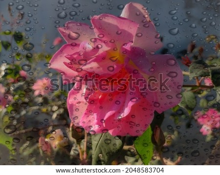 Photo of the rose with the cell phone with water drops