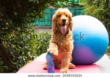 cute cocker spaniel ready for pilates lesson, fitness concept photography, humorous photography, dogs as people