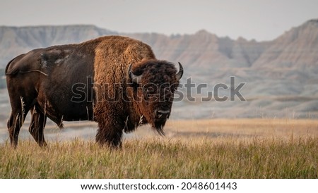 American Bison in South Dakota Royalty-Free Stock Photo #2048601443