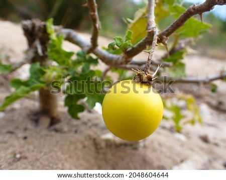 Poisonous Devil's Apple Nightshade Fruit (Solanum linnaeanum)