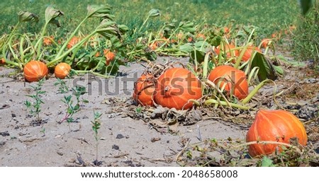 A field filled with orange, growing pumpkins