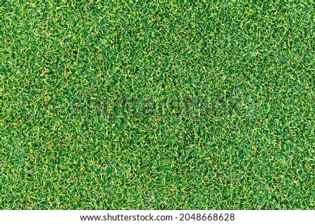 Close-up Green grass texture background, top view
