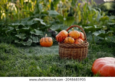 A basket with freshly picked pumpkins is placed on the edge of the garden. Harvest time, Halloween, autumn
