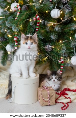 little cute funny kitten cat playing with new year decorations on the background of the christmas tree new year and christmas concept.  Royalty-Free Stock Photo #2048689337