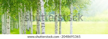 Summer birch forest, beautiful landscape. Birch tree forest, panoramic view Royalty-Free Stock Photo #2048691365