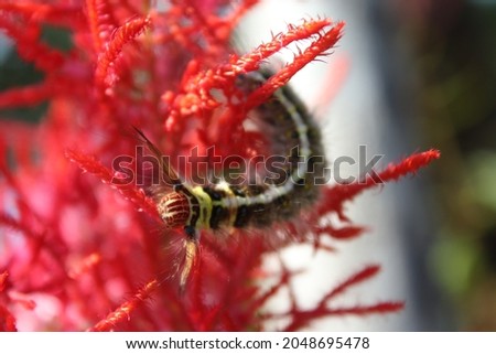 hairy caterpillar is colorful of insect world.
