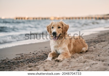 golden retriever on the beach. picture with copy space for text design