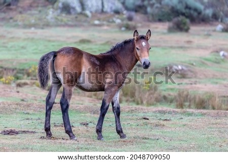 Nice chestnut colored foal in the meadow. Young horse.