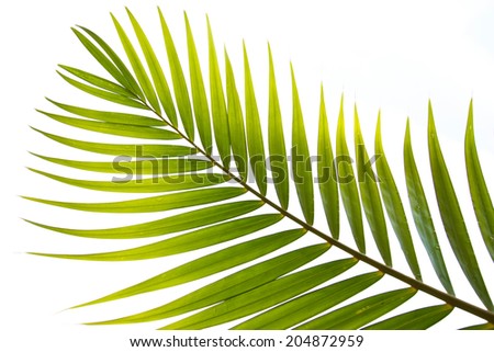 Coconut leaves can be made very many