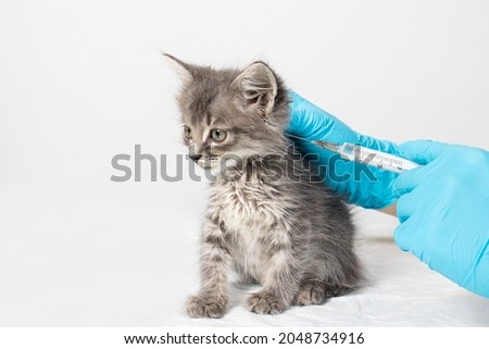 The veterinarian injects the medicine into the withers of the kitten with a syringe with a needle. Injections and medicines for kittens, treatment of diseases in a veterinary clinic.