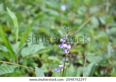 Purple wildflowers thrive in the rainy season.