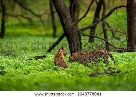 Two adult Indian wild male leopard or panther in natural green background rainy monsoon season during outdoor wildlife safari at forest of central india - panthera pardus fusca