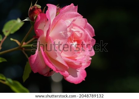 a pink rose fading in the park outside in the sun