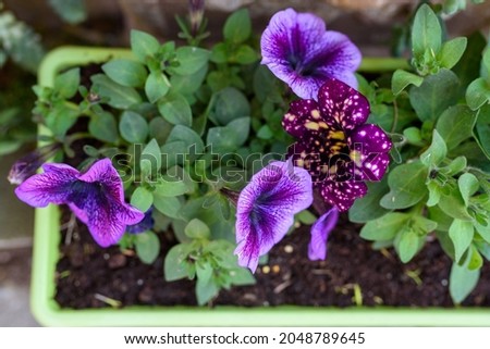 Petunia flowers. Deep blue color flowers and velvety blue-purple sprinkled with yellow and white spots flower. Best starry patterns develop in cooler weather.