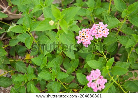 small flower in forest