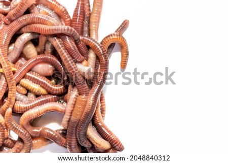 Earthworms on white background. Breeding worms, fertile soil, fishing worms concept. Copy space