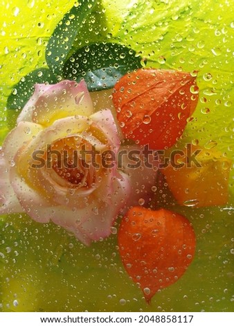 Bright floral arrangement with roses, zinnia and physalis in water drops.