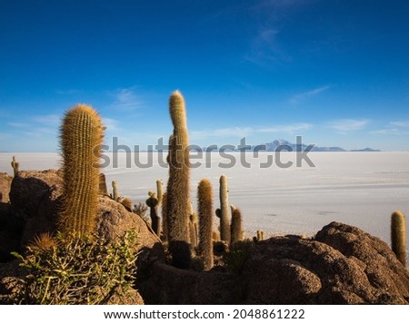 Incahuasi Island at Uyuni Salt Flat - Bolivia