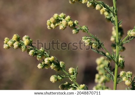 Artemisia annua, Sweet Annie, armoise annuelle, Compositae. Wild plant shot in summer. Royalty-Free Stock Photo #2048870711
