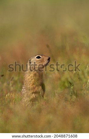 Ground squirrel is a European representative of the genus ground squirrel. He is, like all other squirrels, a representative of the order of rodents. Unlike a related squirrel, it is a ground rodent.