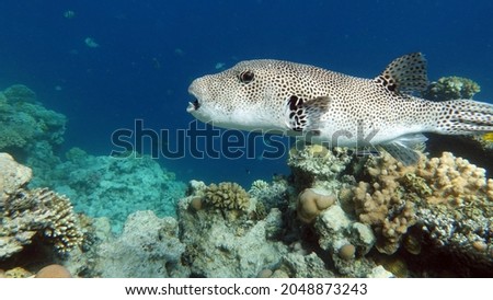Spiny puffer  - Whitespotted puffer  - Arothron hispidus  (family Tetraodontidae) - grows up to 50 cm (usually 38-40 cm). It feeds on sponges, invertebrates, molluscs, and other inhabit Royalty-Free Stock Photo #2048873243