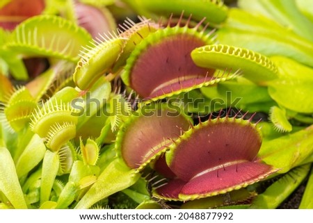 Closeup of the Dionaea Muscipula snap traps (made of two hinged lobes at the end of each leaf that closes rapidly when the trigger hairs are touched). Venus flytrap plant