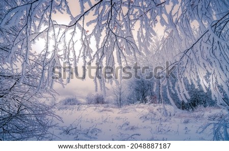 Tree branches covered with frost on the background of a winter snow-covered landscape