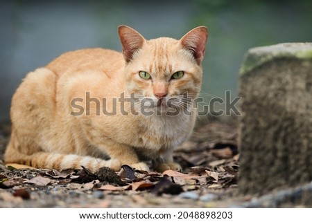 A brown cat  is looking curiously at the person taking the picture.