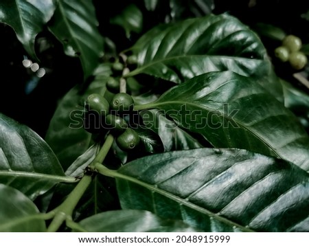 green arabica coffee fruit on tree close up The picture presents an agricultural feel.
