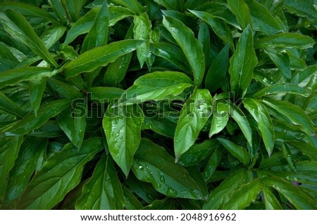 close-up, beautiful image above the leaves of fresh greenery