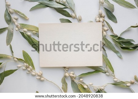 invitation card mockup with branch of Elaeagnus argentea.
rabbitberry. silverberry. 